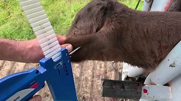 How to implant calves with Component E-C with Tylan